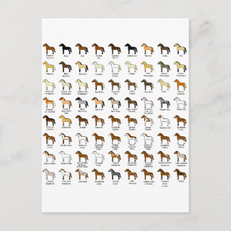 Carte Postale Couleurs du cheval