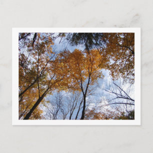 Carte Postale Couleurs et ciel d'autum