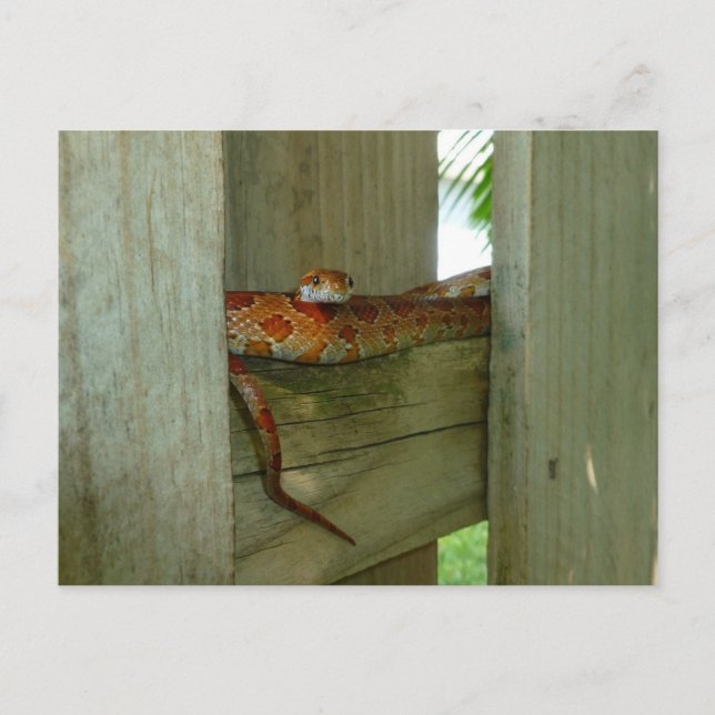 Carte Postale couleuvre rouge de rat dans une clôture (Devant)
