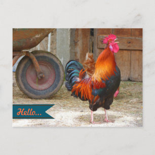 Carte Postale Country Barnyard Rooster Photocarte postale