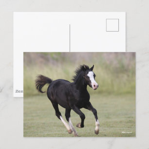 Carte Postale Coup De Foin De Pony Noir Et Blanc Gallois
