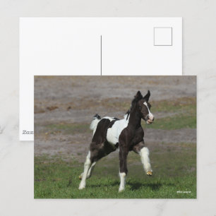 Carte Postale Coup de foin noir et blanc pour vannière tzigane