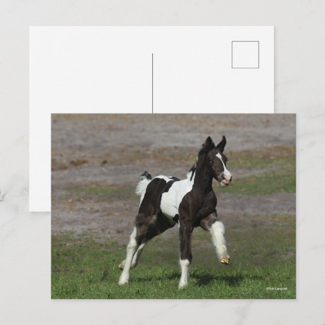 Carte Postale Coup de foin noir et blanc pour vannière tzigane (Devant / Derrière)