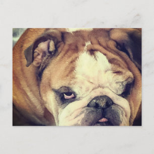 Carte Postale coup d'oeil puant de bouledogue