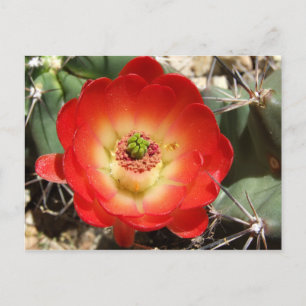 Carte Postale Coupe Claret Cactus Blossom