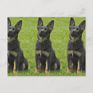 Carte Postale Coupe GSD Noir & Tan