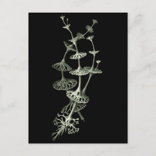 Carte Postale Coupe Lichen