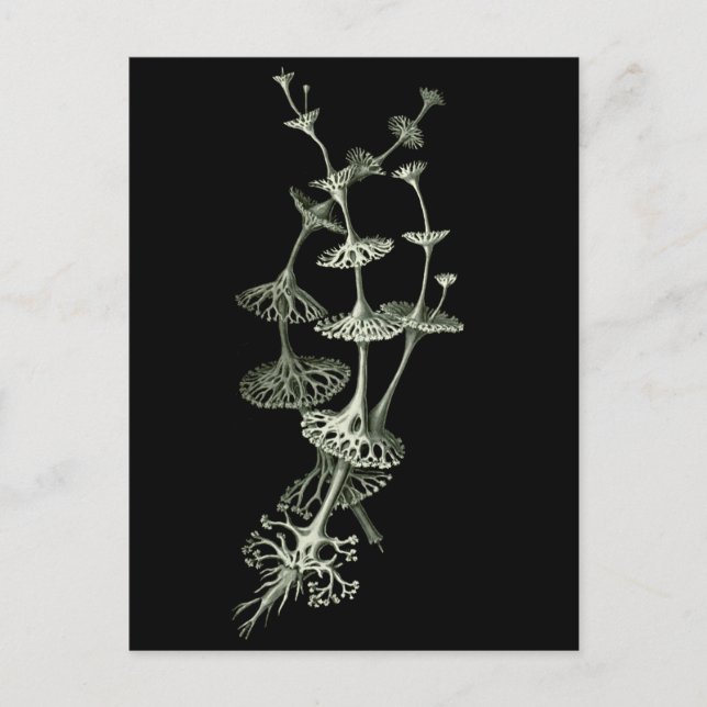 Carte Postale Coupe Lichen (Devant)