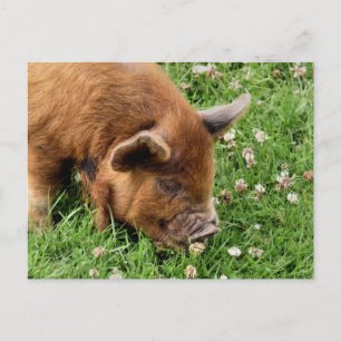 CARTE POSTALE COUPER