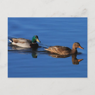 Carte postale Couple Canard