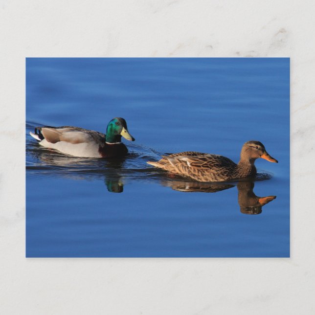 Carte postale Couple Canard (Devant)