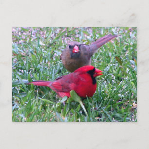 Carte postale Couple Cardinal Nord