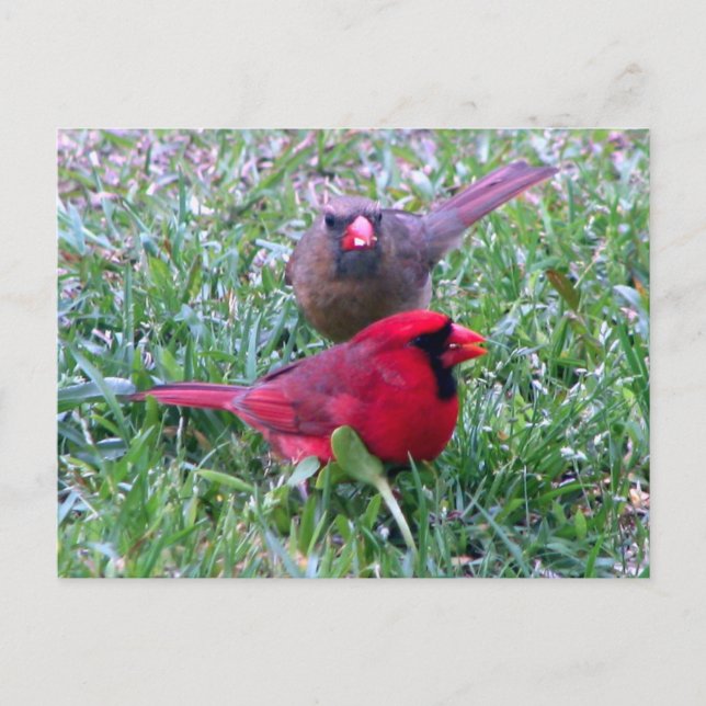 Carte postale Couple Cardinal Nord (Devant)