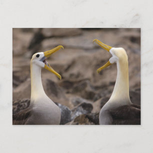 Carte Postale Couple d'albatros à onde (Phoebastria irrorata)