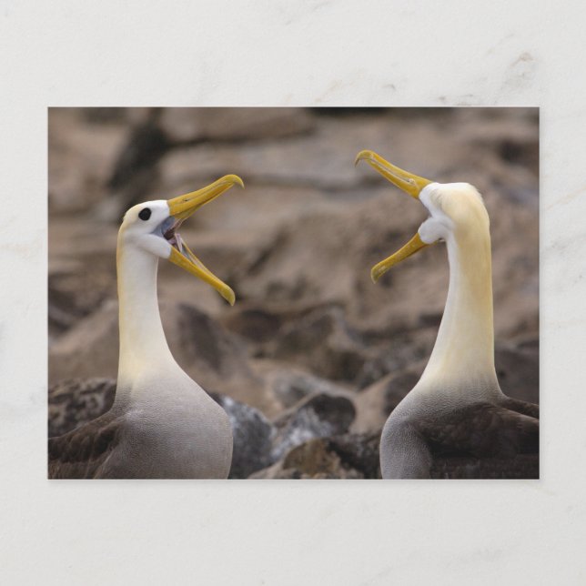 Carte Postale Couple d'albatros à onde (Phoebastria irrorata) (Devant)