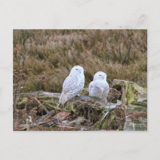 Carte Postale Couple de Chouette Neige