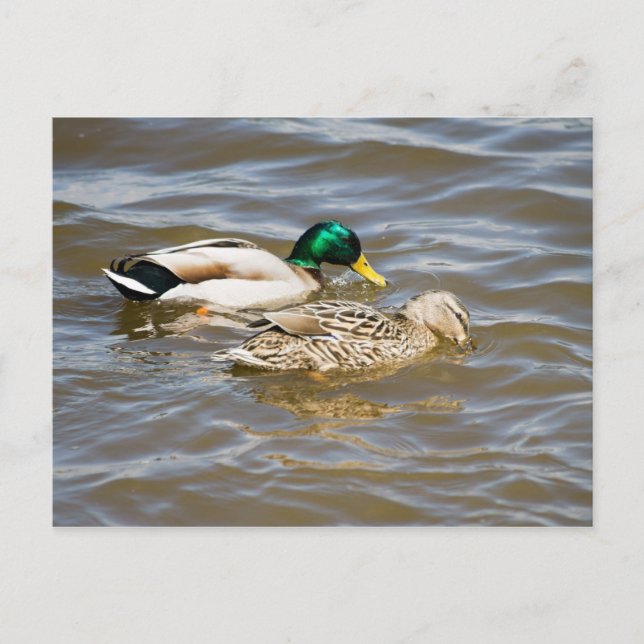 Carte Postale Couple de colverts (Devant)