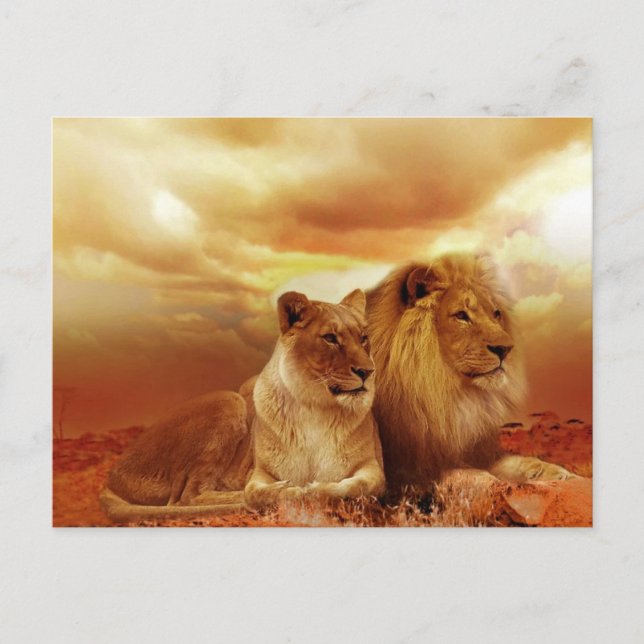 Carte Postale Couple de lions dans le safari (Devant)