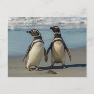Carte Postale Couple de manchots sur la plage