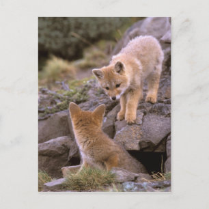Carte Postale Couple de Renard gris d'Amérique du Sud (Lycalopex