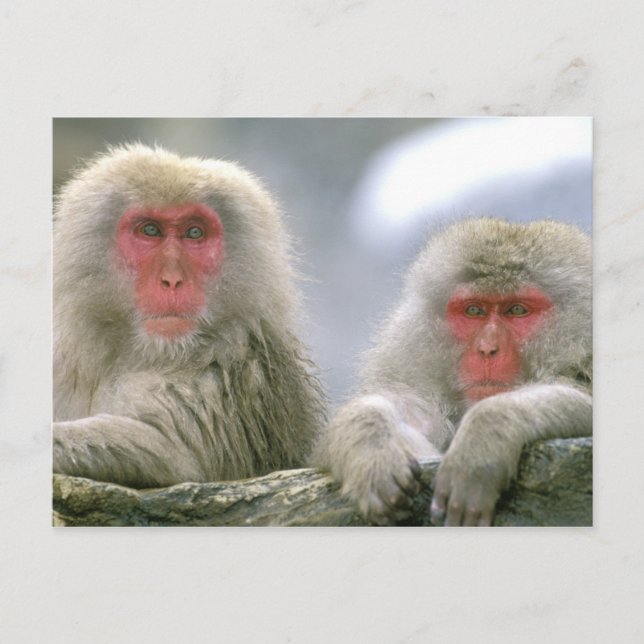 Carte Postale Couple de singes des neiges, Macaque japonais, (Devant)