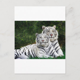 Carte Postale couple de tigres