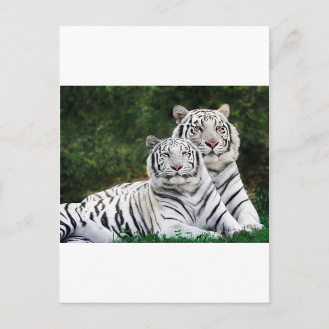 Carte Postale couple de tigres (Devant)