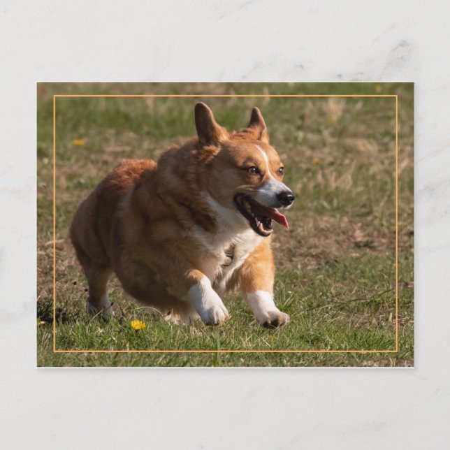 Carte Postale Courant Corgi (Devant)