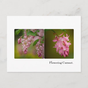 Carte postale Courbe à fleurs