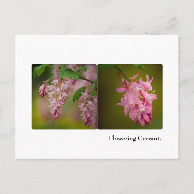 Carte postale Courbe à fleurs (Devant)