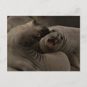 Carte postale Courbe E-Seals