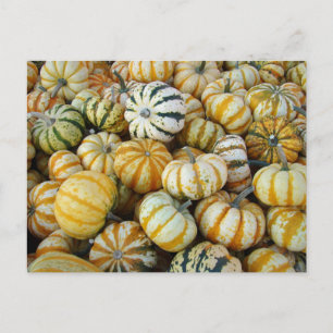 Carte Postale Courges d'automne orange et vertes