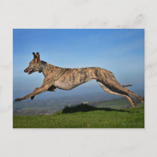 Carte Postale Courir Brindled Lurcher Greyhound Cross