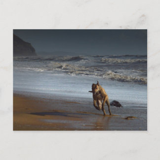 Carte Postale Courir Brindled Lurcher Greyhound sur la plage