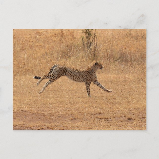 Carte Postale Courir Cheetah (Devant)