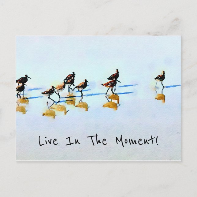 Carte Postale Courir des bécasseaux sur Hilton Head Beach (Devant)