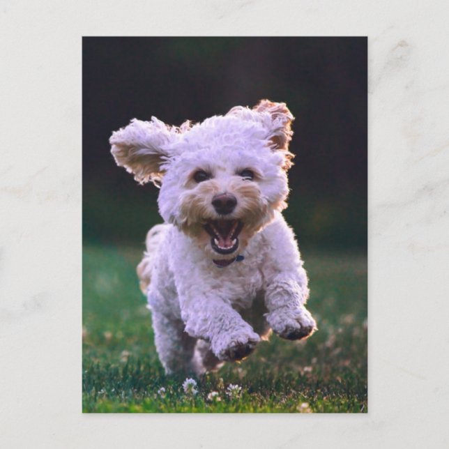 Carte Postale Courir un chien blanc de caniche mignon chien (Devant)