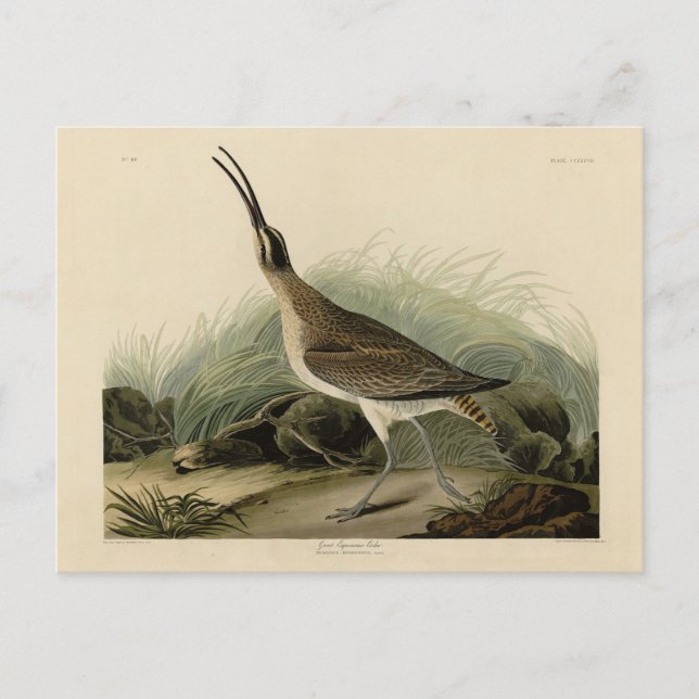 Carte Postale Courlis des Grands Esquimaux (Hudsonian) Audubon B (Devant)