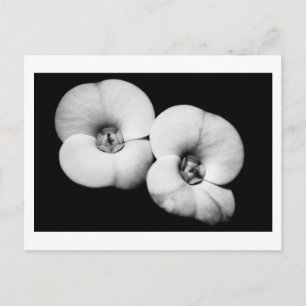 Carte Postale couronne d'épines