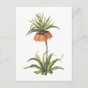 Carte Postale couronne impériale (Fritillaria impérialis) par Re
