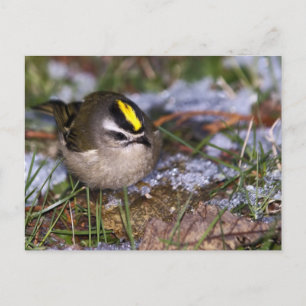 Carte postale couronnée d'or Kinglet