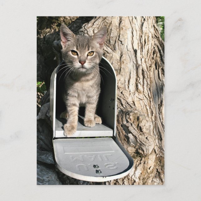 Carte Postale Courrier de Kitten (Devant)