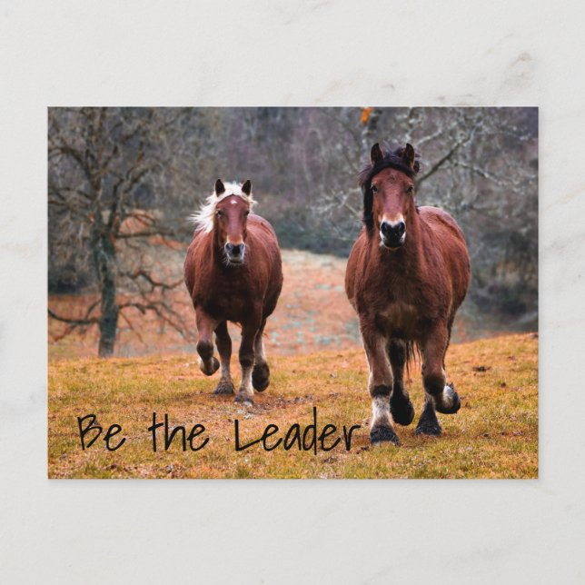 Carte Postale Course de chevaux sauvages à Woods (Devant)