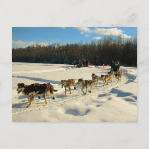 Carte Postale Course de chiens de traîneau sur la piste Iditarod