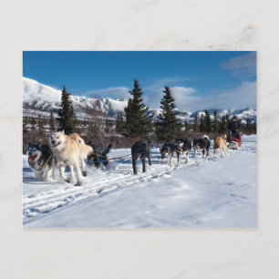 Carte Postale Course de traîneau à chiens Husky de l'Alaska