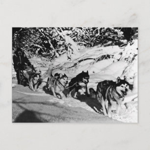 Carte Postale Course de traîneau Malamute esquimau vintage d'Ala
