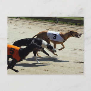 Carte Postale course greyhound