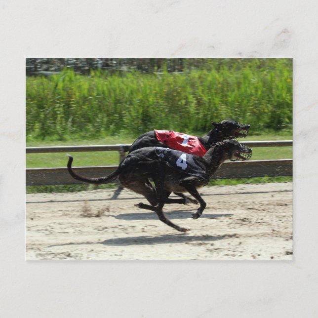 Carte Postale course greyhound (Devant)