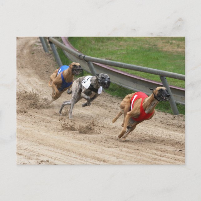 Carte Postale course greyhound (Devant)