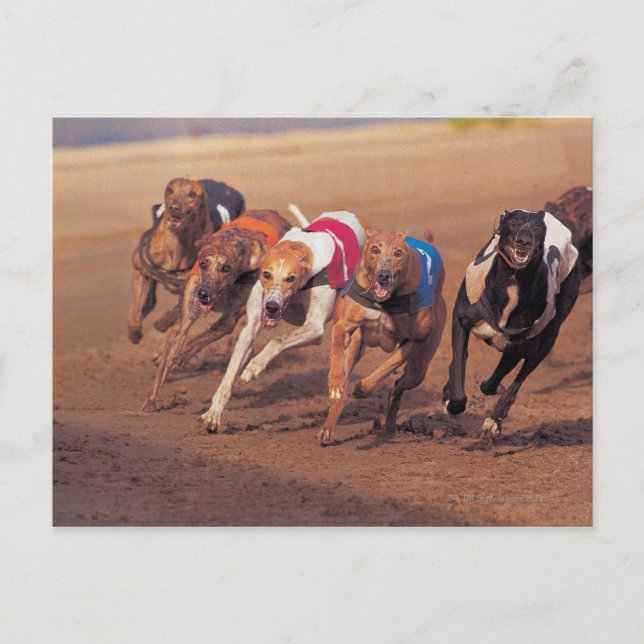 Carte Postale Course Greyhounds sur piste (Devant)